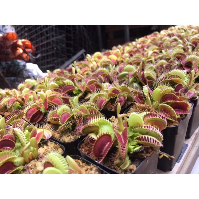 [FREESHIP] CÂY BẪY KẸP VENUS FLYTRAP, cây bắt mồi, cây bắt côn trùng, nắp ấm