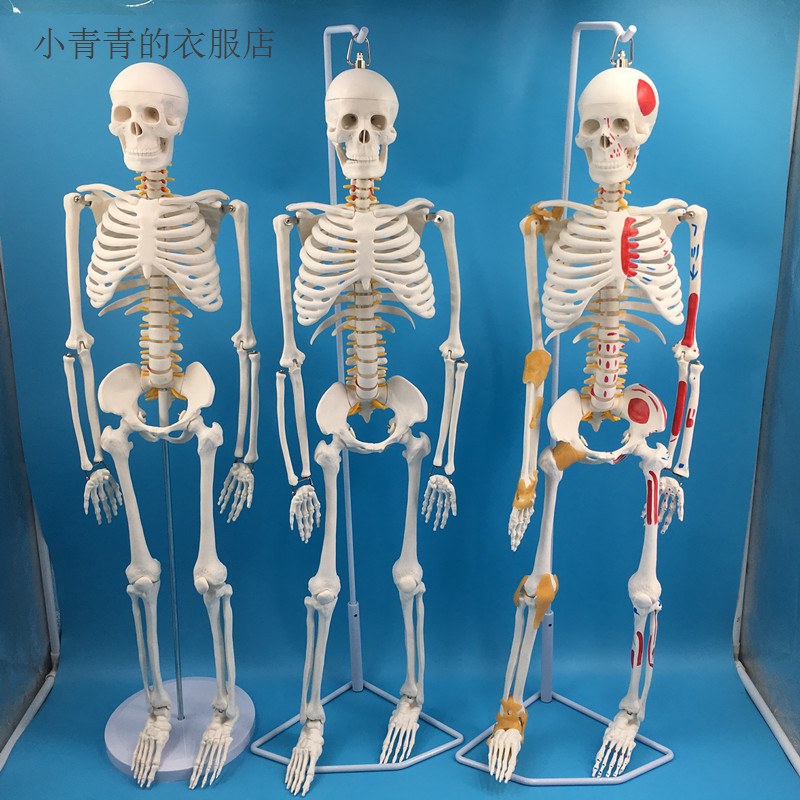 Mô Hình Bộ Xương Người 85cm