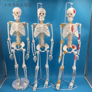 Mô Hình Bộ Xương Người 85cm