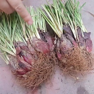 Sâm Đại Hành (10Củ Giống) sp9