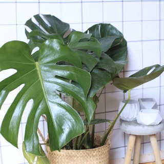 Monstera Deliciosa kèm giỏ cói