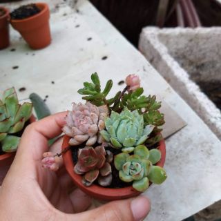 RẺ VÔ ĐỊCH - Chậu Đất Nung 7cm