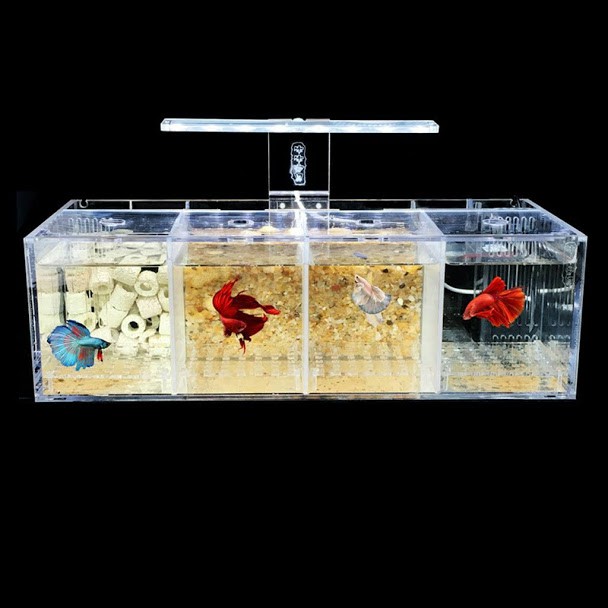 [hot sale]Hộp acrylic nuôi cá chọi betta 4 ngăn trong suốt
