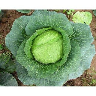 Bán Hạt giống cải bắp baby F1 -0.5 gr tại Hạt Giống Bốn Mùa
