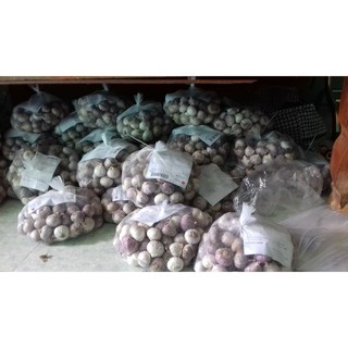 [FREE SHIP 99K]  Tỏi cô đơn - tỏi một nhánh Phan Rang
