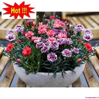 Hạt Giống Hoa Cẩm Chướng Kép Mix Nhiều Màu (20 Hạt)