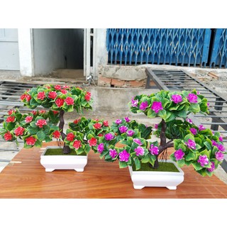 Chậu cây bonsai trang trí tết