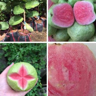 Cây giống ổi ruby ruột đỏ