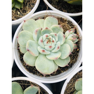 Sen đá BÁNH BAO LỬA (sz lớn)