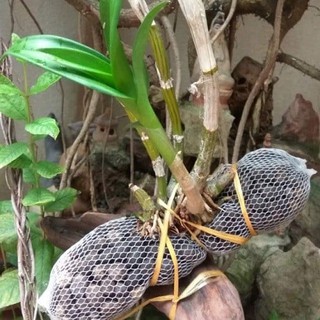 10 túi phân dê dài 15cm