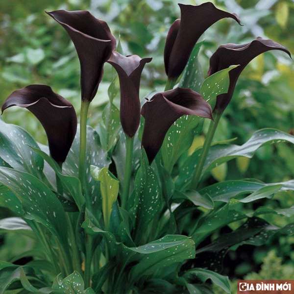 Hạt giống hoa rum