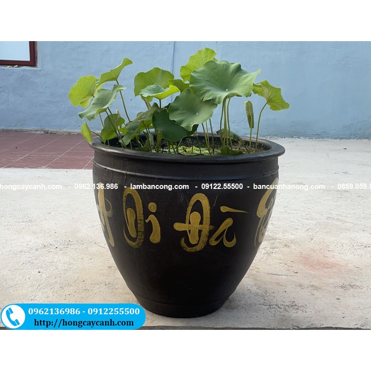 Chum Trồng Hoa Sen II Chậu Trồng Cây