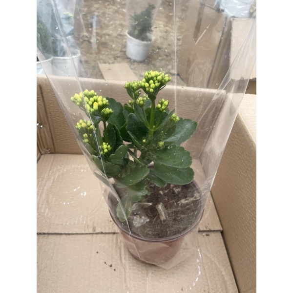 Cây hoa sống đời kép