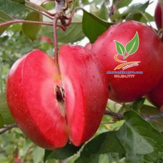 Cây Giống Táo Đỏ Lùn Mỹ