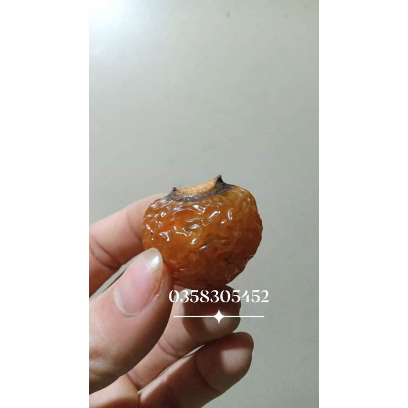 100 hạt giống 🌱bồ hòn