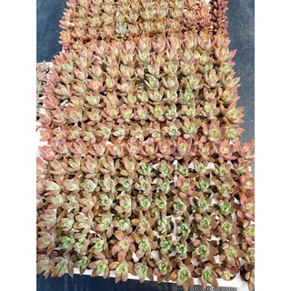 Sen đá đá đỏ size mini 2.3-3cm