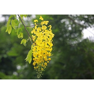 Hạt giống cây muồng hoàng yến (30hạt)