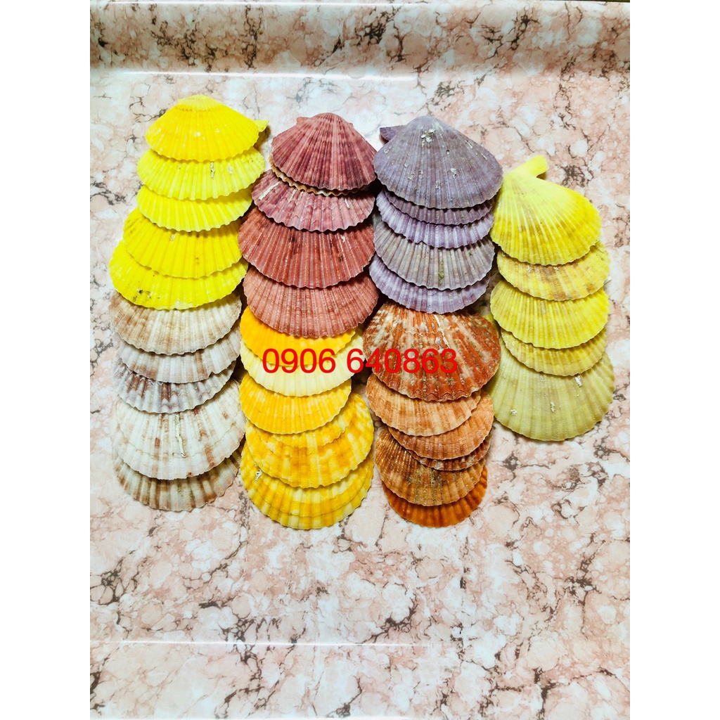 10 Vỏ Sò nhiều màu - trang trí bể cá, bàn làm việc, phòng khách, chụp hình, Đế đốt hương trầm...