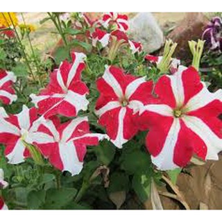 Hạt giống hoa dạ yến thảo nhiều màu 100 hạt ( 1 gói 100 hạt và có nhiều màu khi ra hoa)