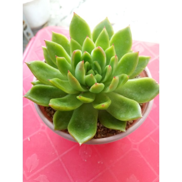 Sen đá cánh nhọn size 9cm