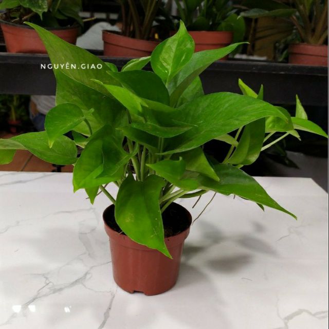 Cây trầu bà