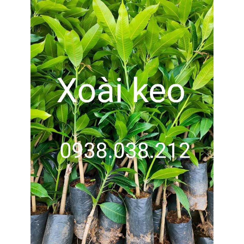 CÂY GIỐNG XOÀI KEO