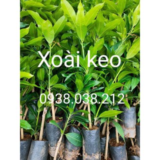 CÂY GIỐNG XOÀI KEO
