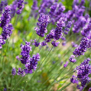 LAVENDER (HƯƠNG HOA OẢI HƯƠNG)