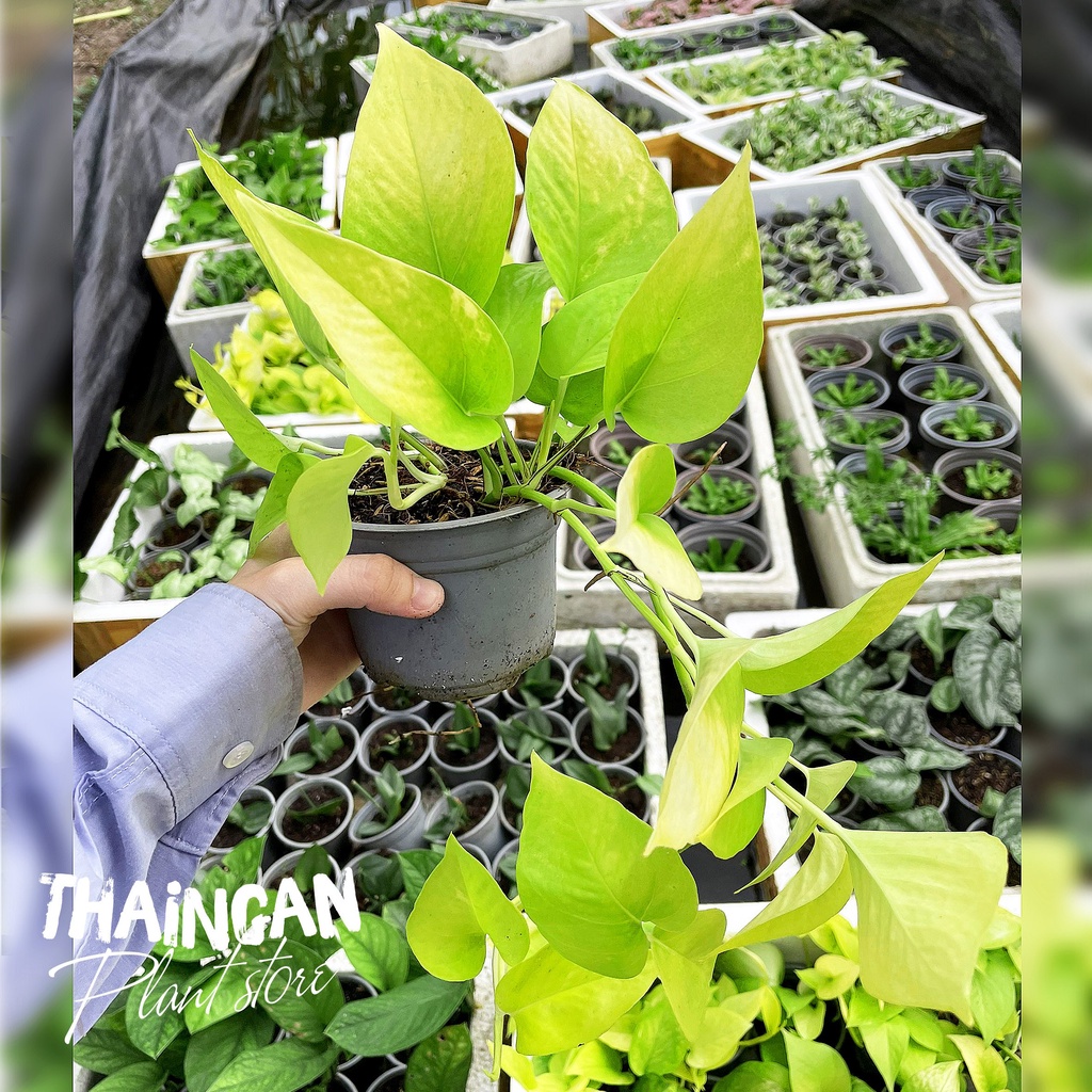 Trầu Bà Vàng - Vườn Ươm Thái Ngân