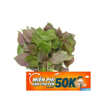 1g Hạt giống Tía tô