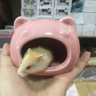 Nhà sứ ếch nhỏ vừa hamster đuôi mập