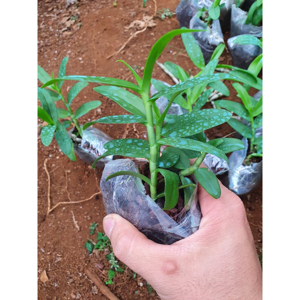 combo 10 loại phi điệp độc lạ