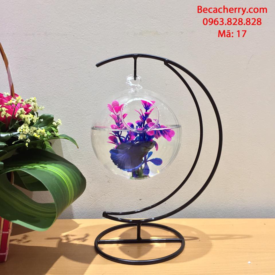 Bể cá mini cung trăng 17 trăng nhỏ ( tặng kèm phụ kiện trang trí ) | BigBuy360 - bigbuy360.vn