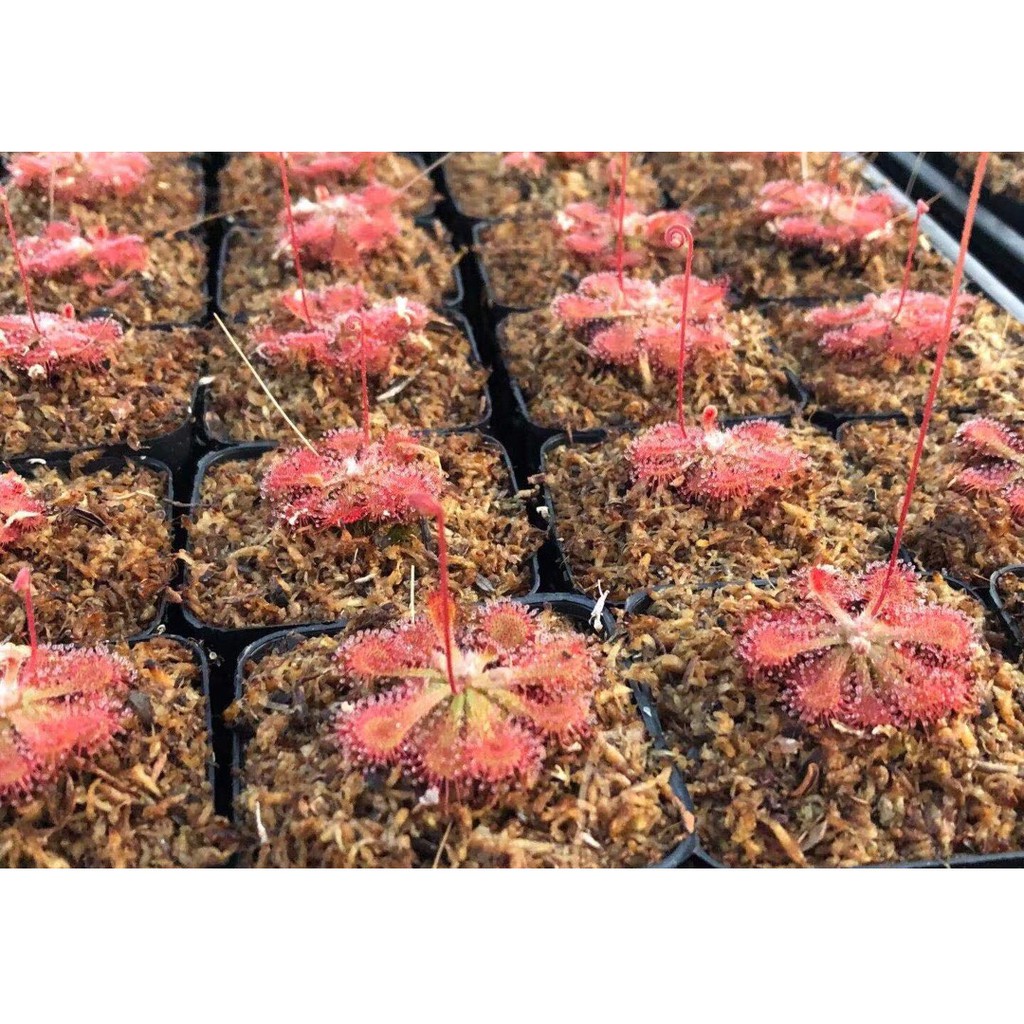 Cây bắt mồi gọng vó Drosera Burkeana chuyên bắt côn trùng