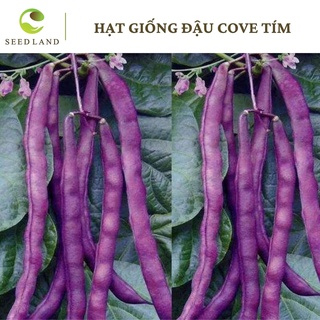 Hạt giống đậu cove tím cao sản - 5gr, quả đẹp, sai, giàu dinh dưỡng Seed Land