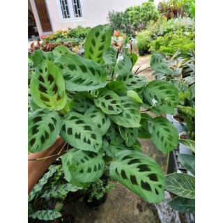 cây đuôi công Maranta leuconeura