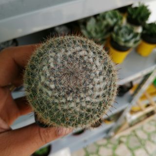 Bánh sinh nhật - xương rồng