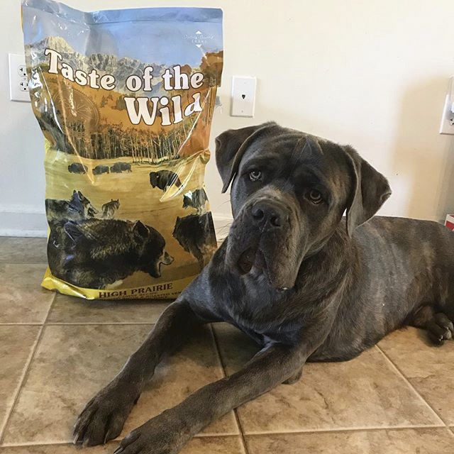 [Nhập Khẩu USA] Thức Ăn Cho Chó Doberman Taste Of The Wild Bao 2kg  High Praire Bò Rừng & Nai Nướng, Trái Cây, Rau Củ