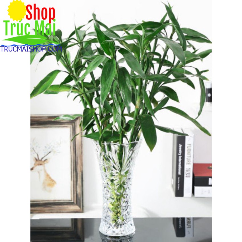 Trúc phú quý cây phát tài cây phát lộc [2 cành tươi 60 cm]