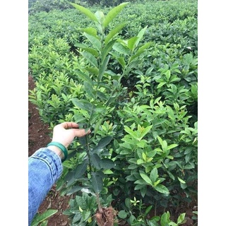 Cây giống mận hậu