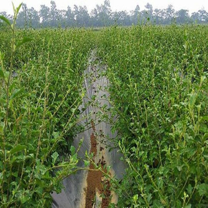 Hạt giống cây cà gai leo - ( cây dươc liệu trị viêm gan ) 50 hạt