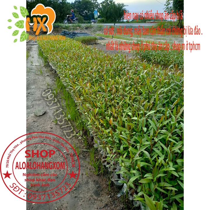 TRÀM ÚC CÂY GIỐNG