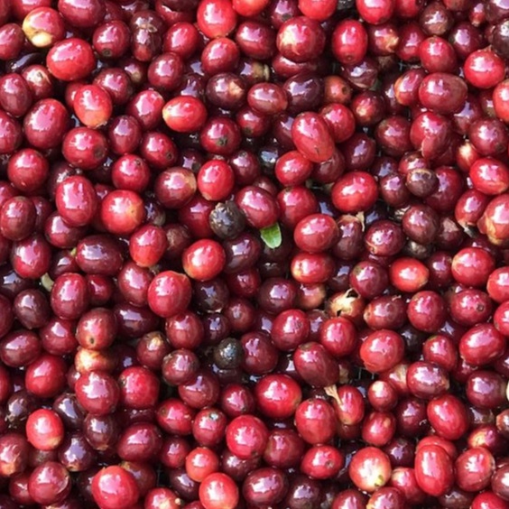 1kg Cà phê Choco Blend - Gu đậm [4 gói 250g] - 100% Cà phê hạt rang xay mộc nguyên chất - TBCAFE | BigBuy360 - bigbuy360.vn