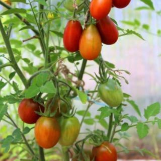 HẠT GIỐNG CÀ CHUA NHÓT SOCOLA