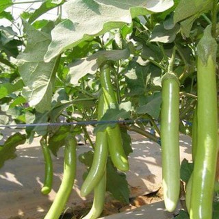 HẠT GIỐNG CÀ XANH MỠ