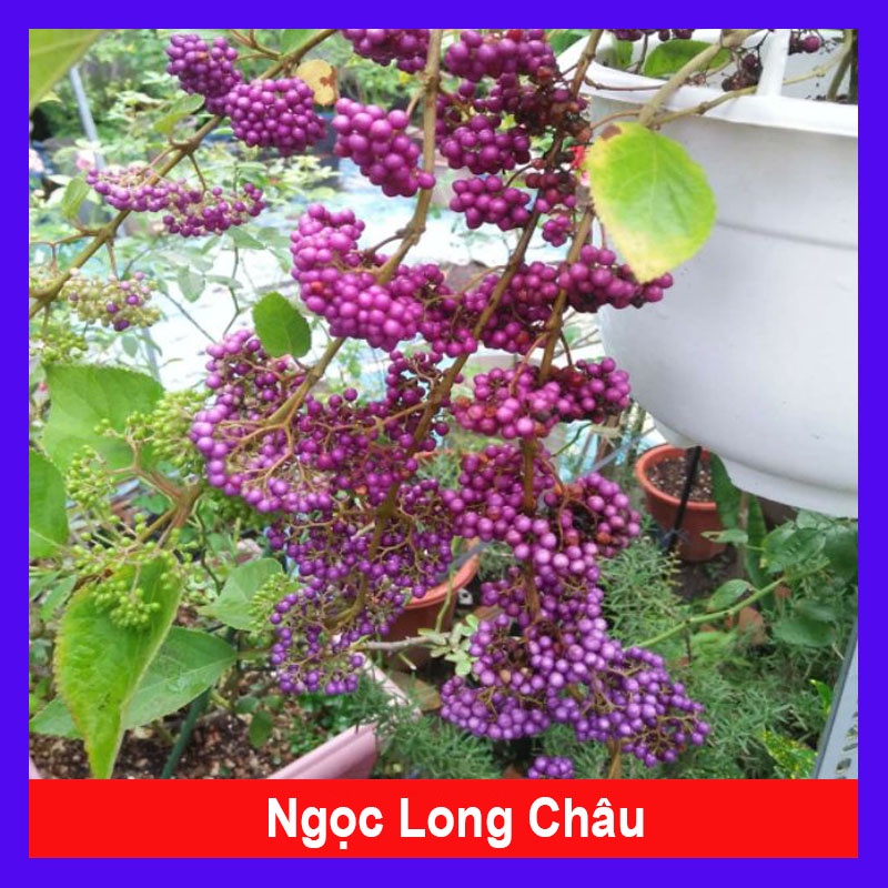 Cây Ngọc Long Châu - cây cảnh trong nhà + tặng phân bón cho cây