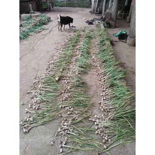 1kg TỎI 1 NHÁNH ĐIỆN BIÊN