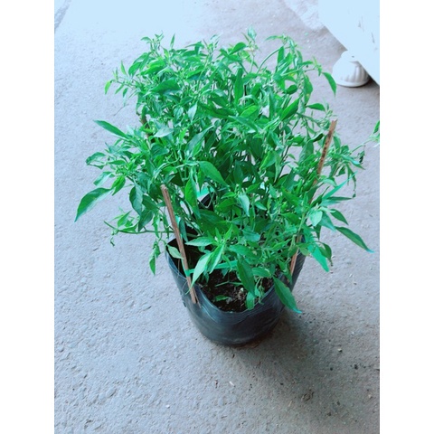 Cây ớt hiểm - cây cảnh sân vườn - caykiengsadec
