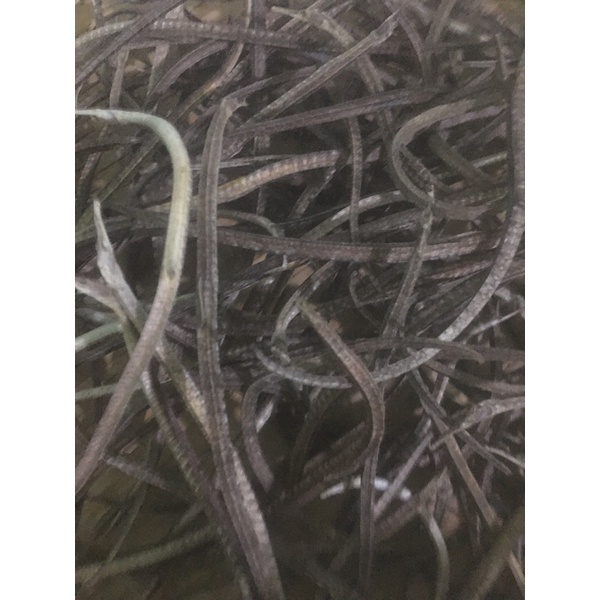 Combo 10 con cá hải xà