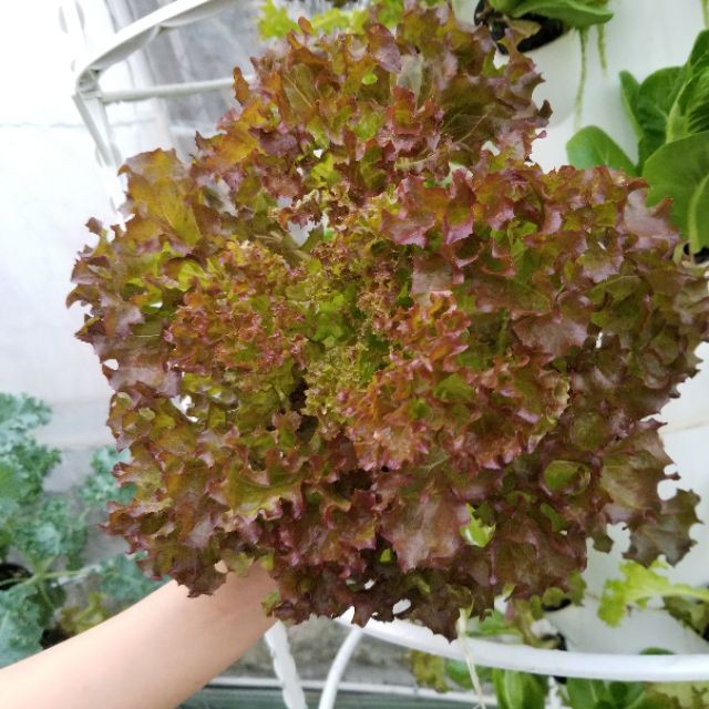 Hạt Giống Rau Xà lách xoăn tím - 1 gói 0.2gram